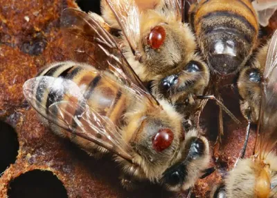 Пчелиный госпиталь: как подмосковные пчеловоды заботятся о здоровье  маленьких тружениц
