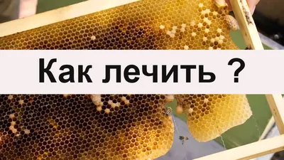 Европейский гнилец - Болезни и вредители пчел - Форум на ТочкУ
