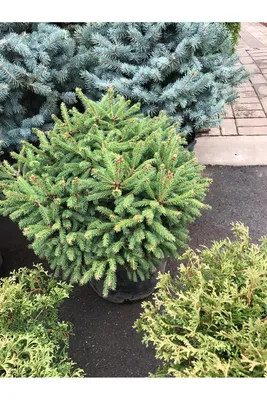 Купить Ель обыкновенную Барри 🌲 в Москве по цене от 860 руб.