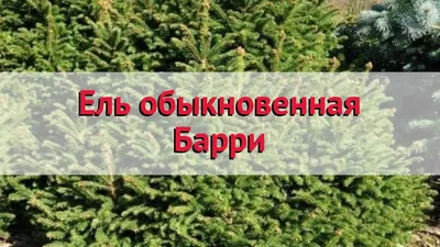 Ель обыкновенная Барри 🌿 Обзор: посадка и уход. крупномеры ели Барри:  описание и особенности - YouTube