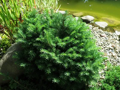 Миниатюрные ели: Ель обыкновенная 'Барри' (Picea abies 'Barryi') , Ель  сербская 'Карел' (Picea omorika 'Karel') - Страница 6 - Волшебные сады -  www.TVplaneta.ru - форумы