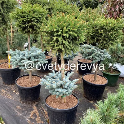 Ель обыкновенная Барри и колючая Глаука Глобоза / Picea abies Barryi and  pungens Glauca Globosa