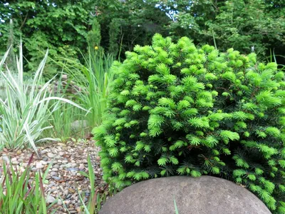 Миниатюрные ели: Ель обыкновенная 'Барри' (Picea abies 'Barryi') , Ель  сербская 'Карел' (Picea omorika 'Karel') - Страница 7 - Волшебные сады -  www.TVplaneta.ru - форумы