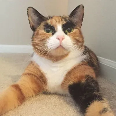 Кошка с бровями - 61 фото: смотреть онлайн