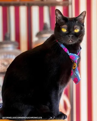 Какие брови! Интернет очаровал черный кот с белыми бровями