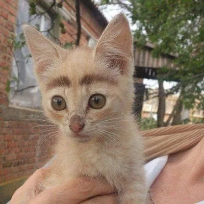 Обаятельный кот Корнелиус с лысыми бровями | Есть в мире котик с лысыми  бровями! Но это не единственная фишечка Корнелиуса: вы еще не видели его  коллекцию бабочек🤵 | By КОТ | Facebook