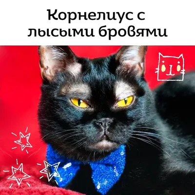 Вечно озабоченный кот со «снежными» бровями мнит себя графом Дракулой и  супербарменом | WMJ.ru