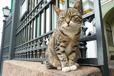 Кот родился с забавными \"бровями\" - Новости - Goodnewsanimal.ru