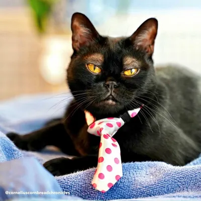 Бомбейский кот с «бомбическими» бровями | Vkapyste | Дзен