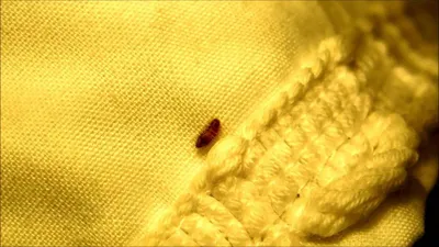 Личинка жука кожееда: 15 фото, которые помогут опознать их в квартире