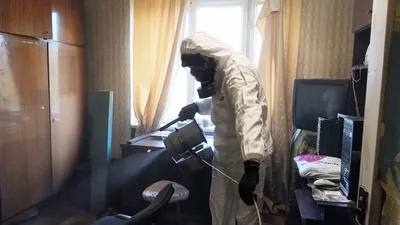 Уничтожение кожеедов в СПб, обработка квартир от жука кожееда