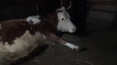 Отел коровы: видеоурок от схваток до появления малыша | Сибирь 24 | Дзен