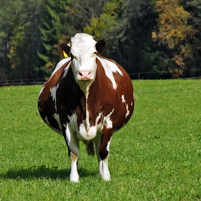Сухостойные коровы за 21 день до отела - ООО Компания Витаком