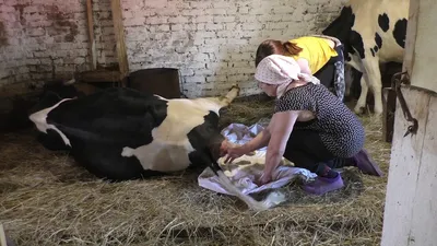 Отёл коровы/Первое доение и кормление теленка/ - YouTube
