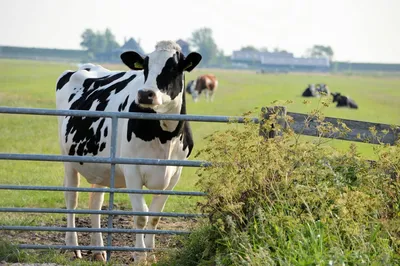 Полный справочник фермера по отелу коровы - как сохранить здоровье коровы и  обеспечить высокий уровень воспроизводства стада КРС