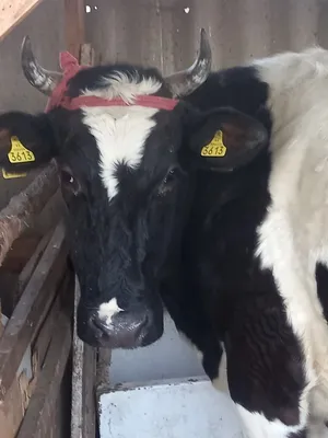 Продается корова стельная будет 3 отел | Договорная | Коровы, быки Манас ᐈ  lalafo.kg | 29 Декабрь 2022 04:43:03