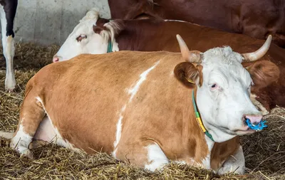 Искусственный интеллект помогает прогнозировать проблемы с отелом у коров |  Ветеринария и жизнь