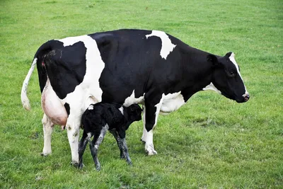 Кетоз - проблема новотельных коров ✓ Статьи в блоге магазина БИОВЕТ
