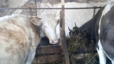 Признаки скорого отела коровы, скоро отел, корова перед отелом, сегодня отел  - YouTube