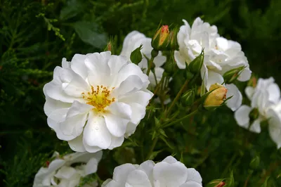 Роза почвопокровная Вайт Корвет в садовом центре \"Зеленый ПоСад\"