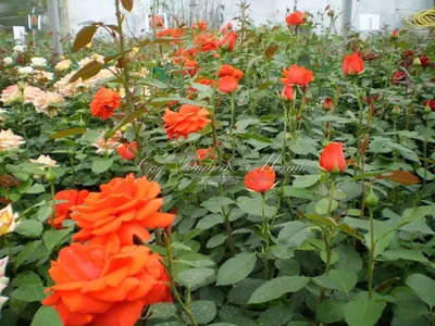 Роза Corvette (Корвет) – купить саженцы роз в питомнике в Москве