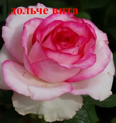 Купить саженцы роз в интернет магазине \"Клумба роз\"