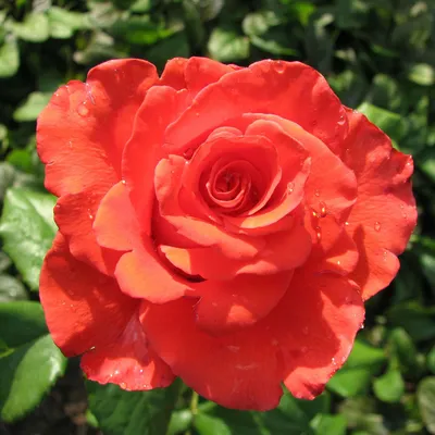 Роза чайно-гибридная Корвет — Рассада цветов и овощей.