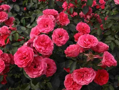 Роза Шраб малиновый | Купить саженцы роз, доставка почтой