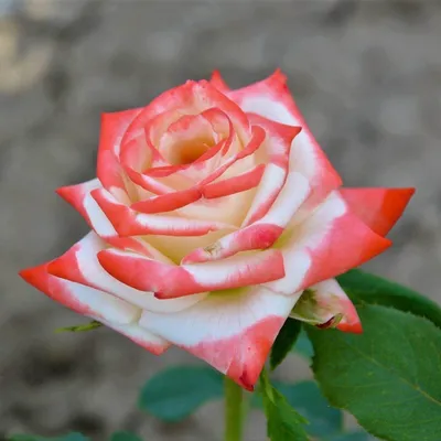 Роза чайно гибридная Императрица - 68 фото