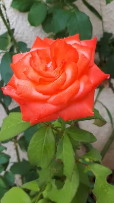 Beautiful rose | Beautiful roses, Beautiful flowers, Flowers photography