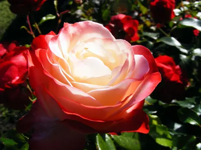 Роза чайно гибридная Ностальжи - 69 фото