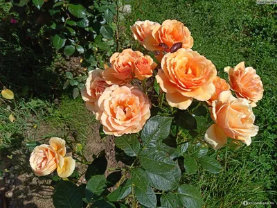 Роза чайно-гибридная Tantau Ashram Bora-Bora, Tanmarsa Ашрам - «Роскошный  цвет, мощные кусты... Самые красивые и сильные розы в моем саду. » | отзывы