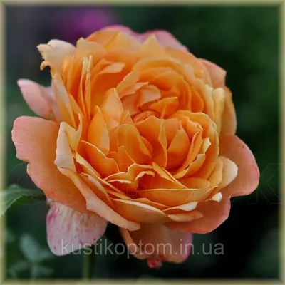 Купить Капри, Фото и описание роз, Саженцы чайно-гибридных роз в интернет  магазине \"КустикОптом\" саженцы от производителя.