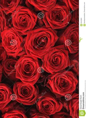 Большие красные розы стоковое изображение. изображение насчитывающей  природа - 83453991