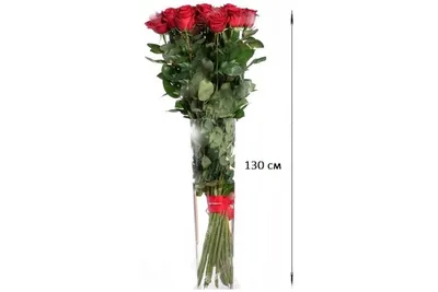 Розы длинные большие, высота 1.3 метра 33 шт. Высокий букет на длинной  ножке розы 130 см.