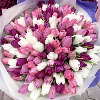Bouquet of tulips,Букет тюльпанов | Цветы, Красивые цветы, Букет цветов