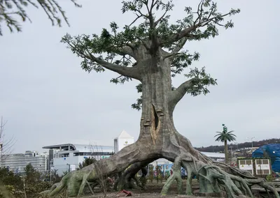 Топ-15 самых известных деревьев на Кубани. 7 декабря 2022 г. Кубанские  новости
