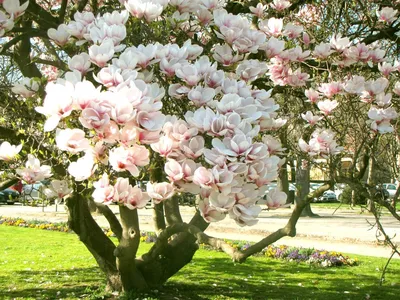Цветущие деревья в Сочи - фото и картинки: 59 штук