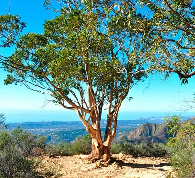 Эвкалиптовое дерево: описание, где растут, виды, посадка и уход