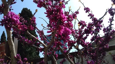 Цветущие растения Сочи - 10 весенних фото | Домик у Дороги | Дзен