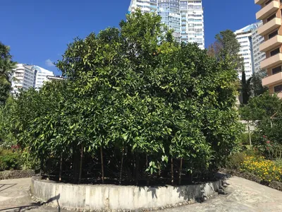 Тюльпанное (тюльпановое) дерево в Сочи