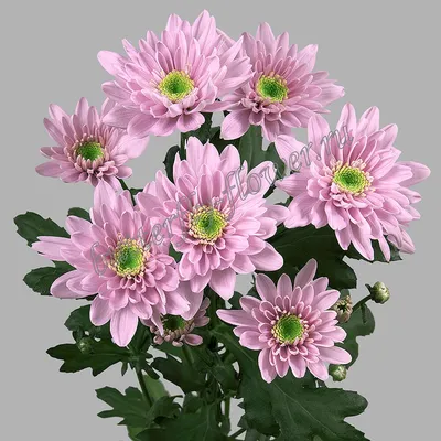 Хризантема кустовая розовая - Хризантемы - Цветы - Каталог -  Butterfly-Flower.ru