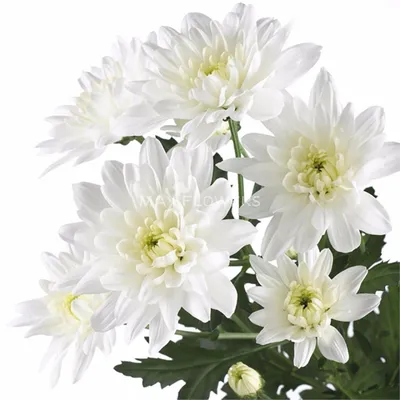 Купить «Хризантема белая Балтика» в Иваново из каталога Кустовые хризантемы  - «Max Flowers»