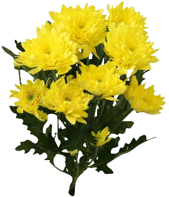 Хризантема «Зембла желтая» кустовая купить в Екатеринбурге с доставкой