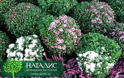Хризантема в ассортименте - купить в питомнике растений НАТАЛИС
