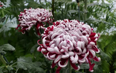 Крупноцветковая хризантема: 10 восхитительных сортов | В цветнике  (Огород.ru)