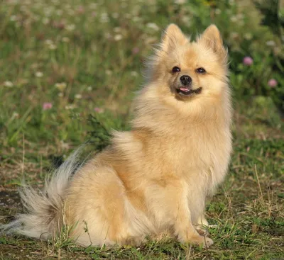 Немецкий малый шпиц взрослой собаки (58 фото) - картинки sobakovod.club