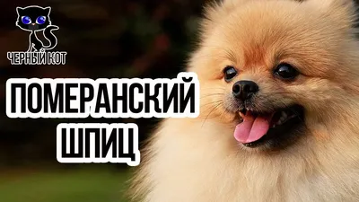✓ Померанский шпиц - самая мимишная порода собак, которую обожают дети -  YouTube