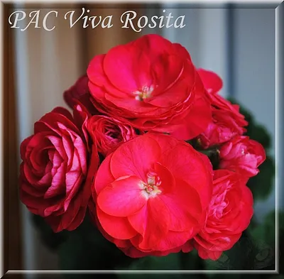 PAC Viva Rosita — Pelargonium Vidad