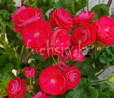 Pac Viva Rosita / розебуд/ укор.черенок: продажа, цена в Алматы. Горшечные  растения от \"Fuchsia.kz\" - 42543880